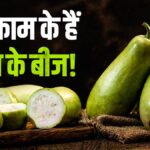 कूड़ा समझकर न फेंकें लौकी के बीज, स्किन लिए हैं
