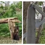 deadly storm in uttar pradesh’s sultanpur kills 7, including two