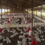 up wedding dj noise kills 140 chickens, case filed in