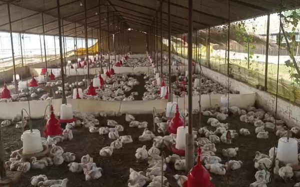 up wedding dj noise kills 140 chickens, case filed in