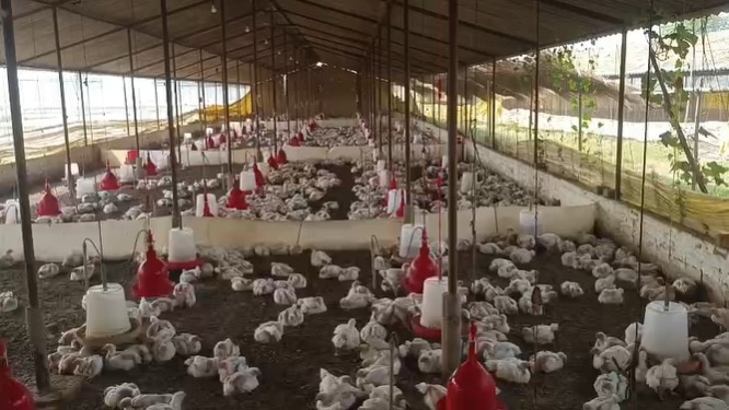 up wedding dj noise kills 140 chickens, case filed in