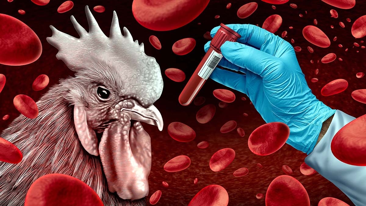 bird flu outbreak in maharashtra reignites h5n1 human risk fears
