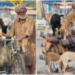 elderly rickshaw driver gives ride to 5 stray dogs, video