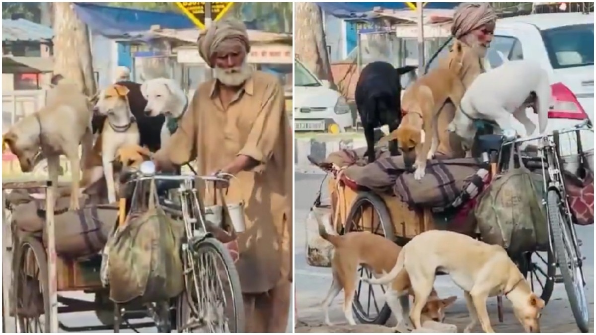 elderly rickshaw driver gives ride to 5 stray dogs, video