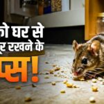 how to get rid of rats: चूहों को घर आने