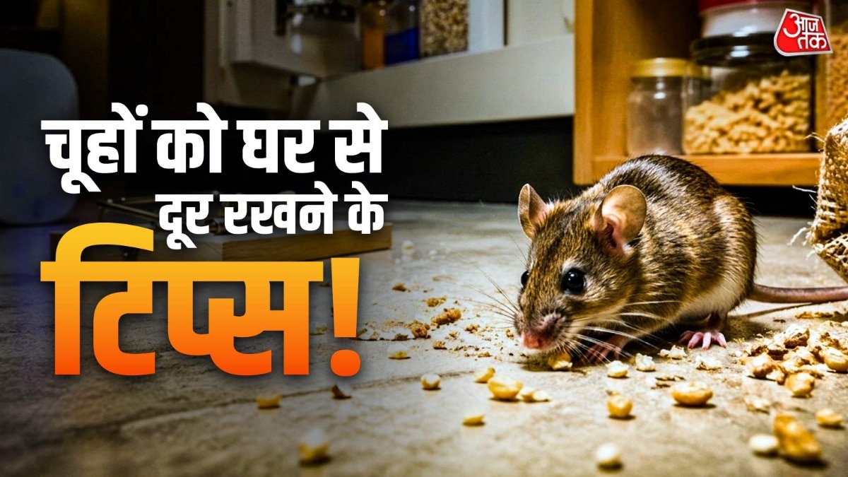 how to get rid of rats: चूहों को घर आने