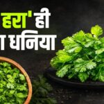 how to store hara dhaniya: न सूखेगा, न गलेगा, गर्मी