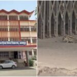squirrel bites over 18 people at udaipur university, then vanishes