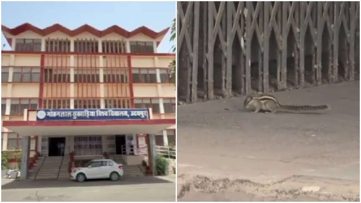 squirrel bites over 18 people at udaipur university, then vanishes