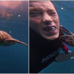 us man gets ‘slapped’ by sea turtle underwater, hilarious video