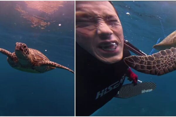 us man gets ‘slapped’ by sea turtle underwater, hilarious video