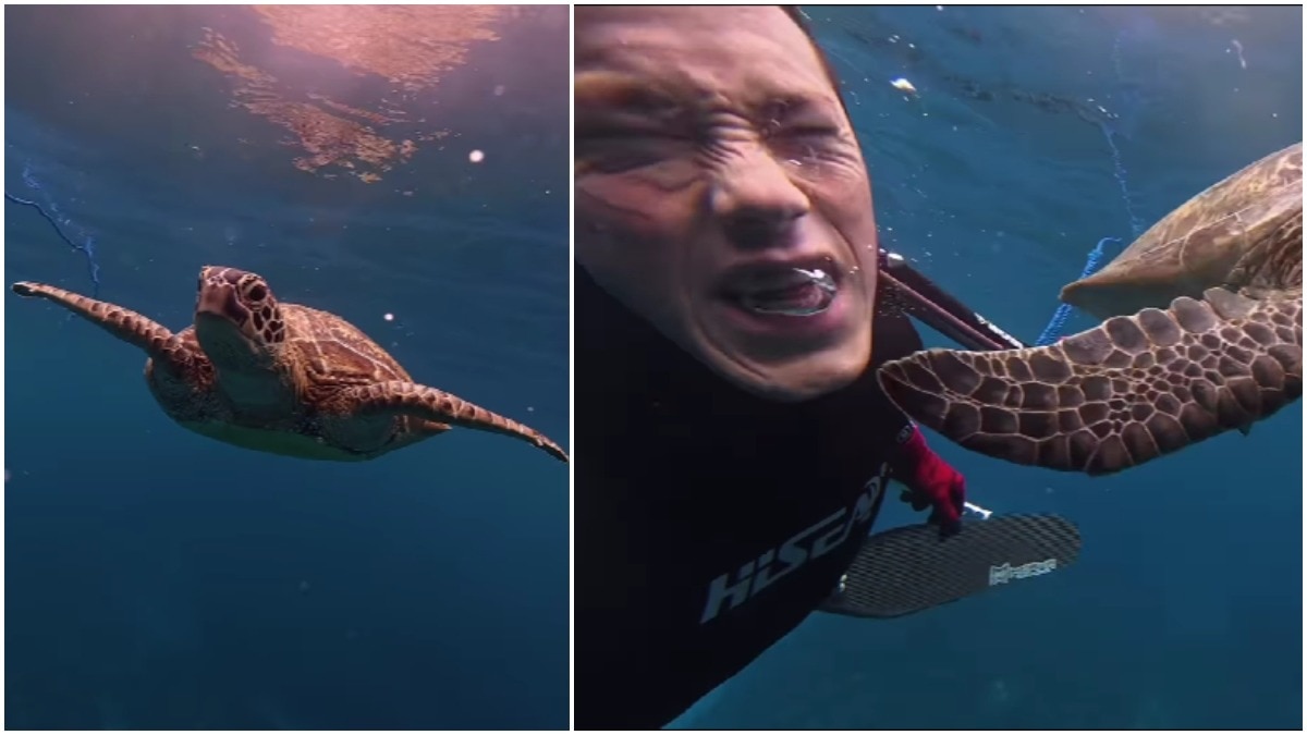 us man gets ‘slapped’ by sea turtle underwater, hilarious video