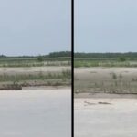 watch: critically endangered gharial spotted at assam's kaziranga in a