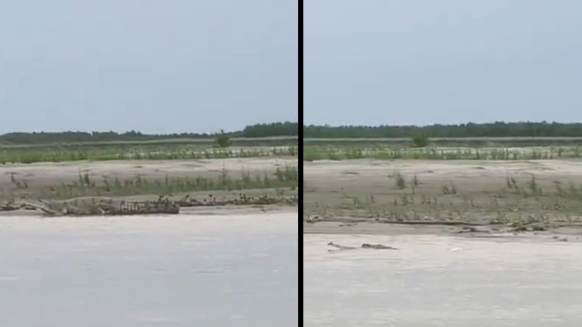 watch: critically endangered gharial spotted at assam